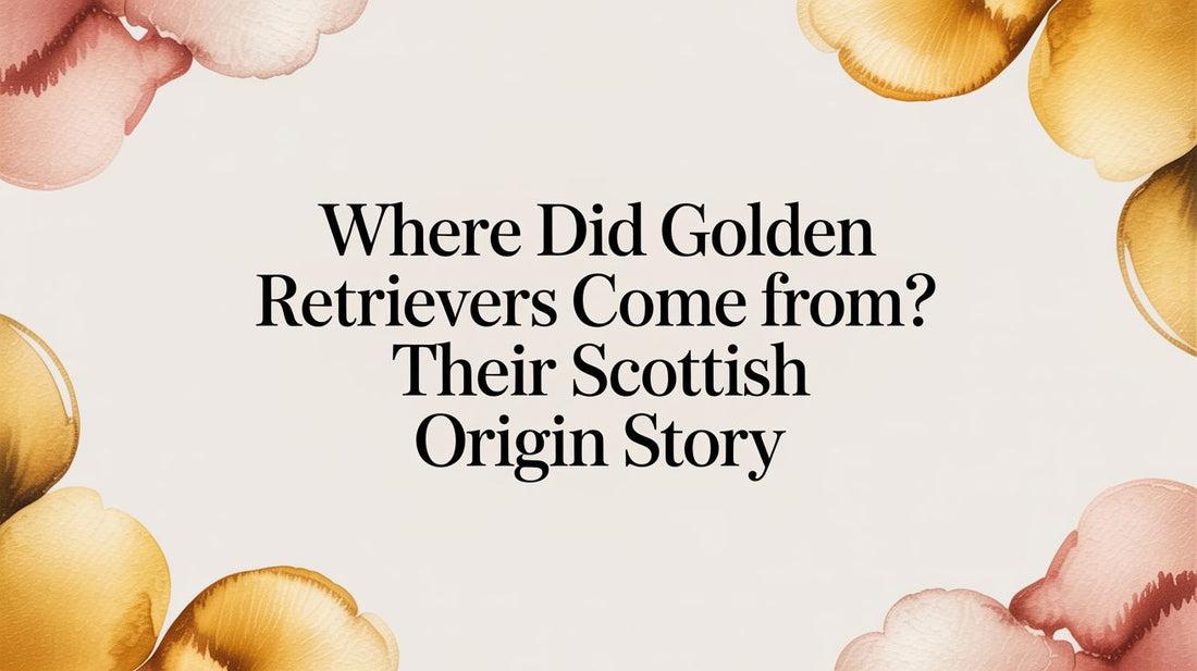 Where Did Golden Retrievers Come From? Their Scottish Origin Story