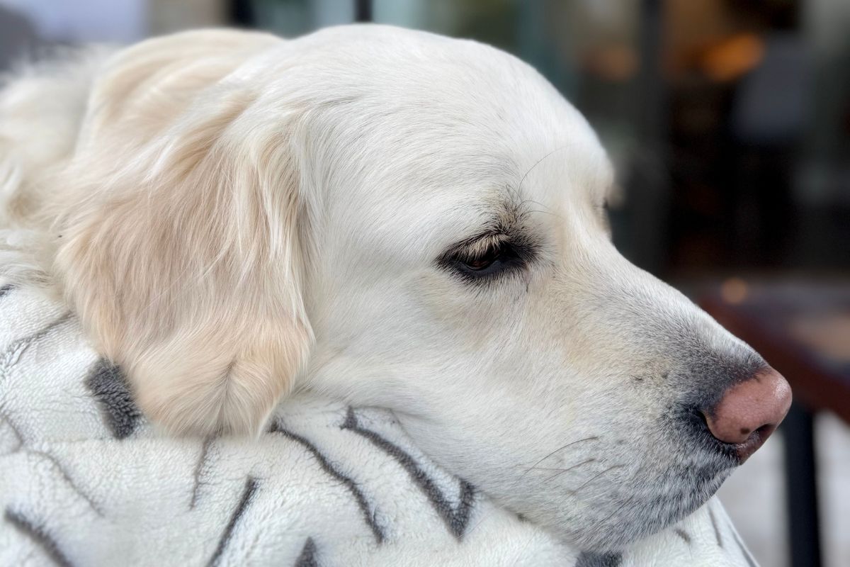 Close up of Golden Retriever face representing gifts for Golden Retriever moms