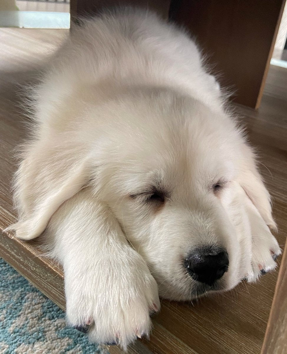 White fluffy dog lying on a wooden floor